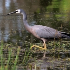 Egretta novaehollandiae at Wodonga, VIC - 5 Nov 2022 09:13 AM