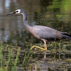 Egretta novaehollandiae at Wodonga, VIC - 5 Nov 2022 09:13 AM