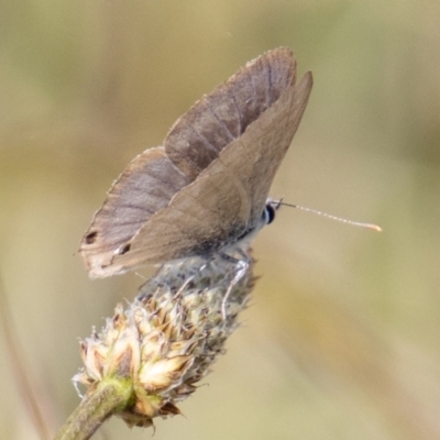 Lampides boeticus (Long-tailed Pea-blue) at Cooleman Ridge - 4 Nov 2022 by SWishart