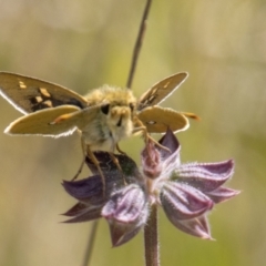 Trapezites luteus (Yellow Ochre, Rare White-spot Skipper) at Cooleman Ridge - 4 Nov 2022 by SWishart