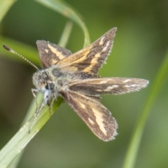 Taractrocera papyria (White-banded Grass-dart) at Stromlo, ACT - 4 Nov 2022 by SWishart