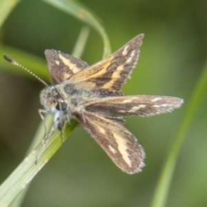 Taractrocera papyria at Stromlo, ACT - 4 Nov 2022