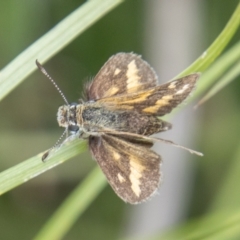 Taractrocera papyria at Stromlo, ACT - 4 Nov 2022