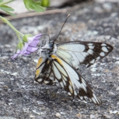 Belenois java (Caper White) at Cooleman Ridge - 4 Nov 2022 by SWishart