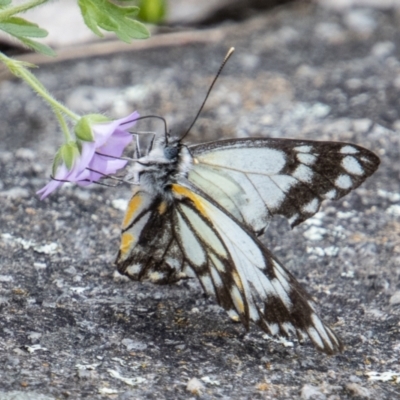 Belenois java (Caper White) at Stromlo, ACT - 4 Nov 2022 by SWishart