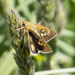 Trapezites luteus (Yellow Ochre, Rare White-spot Skipper) at Stromlo, ACT - 4 Nov 2022 by SWishart