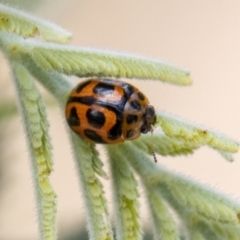 Peltoschema oceanica (Oceanica leaf beetle) at Cooleman Ridge - 4 Nov 2022 by SWishart