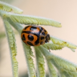 Peltoschema oceanica at Stromlo, ACT - 4 Nov 2022 02:08 PM