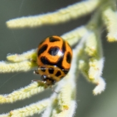 Peltoschema oceanica at Stromlo, ACT - 4 Nov 2022 02:08 PM