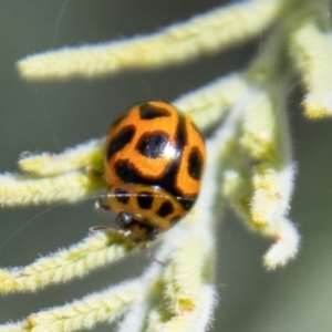 Peltoschema oceanica at Stromlo, ACT - 4 Nov 2022 02:08 PM