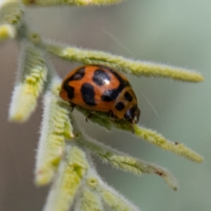 Peltoschema oceanica at Stromlo, ACT - 4 Nov 2022 02:08 PM