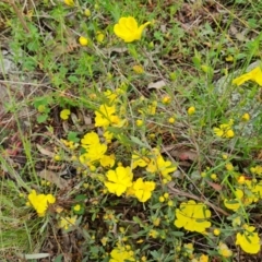Hibbertia obtusifolia (Grey Guinea-flower) at Isaacs Ridge and Nearby - 5 Nov 2022 by Mike