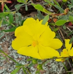 Hibbertia obtusifolia at Jerrabomberra, ACT - 5 Nov 2022 03:36 PM