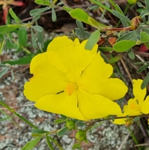 Hibbertia obtusifolia at Jerrabomberra, ACT - 5 Nov 2022