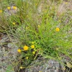 Calotis lappulacea (Yellow Burr Daisy) at Jerrabomberra, ACT - 5 Nov 2022 by Mike