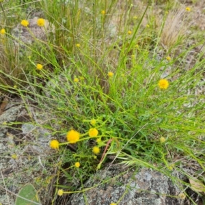 Calotis lappulacea at Jerrabomberra, ACT - 5 Nov 2022 03:28 PM