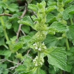 Marrubium vulgare (Horehound) at Isaacs Ridge - 5 Nov 2022 by Mike