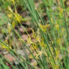 Juncus remotiflorus (A Rush) at Isaacs Ridge - 5 Nov 2022 by Mike