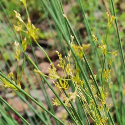 Juncus remotiflorus (Diffuse Rush) at Isaacs Ridge and Nearby - 5 Nov 2022 by Mike