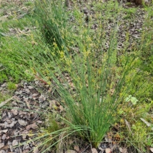 Juncus remotiflorus at Jerrabomberra, ACT - 5 Nov 2022