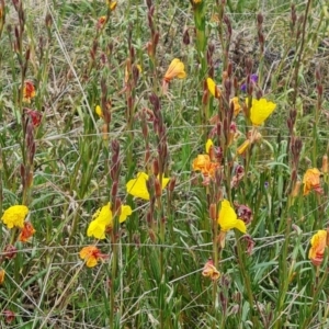 Oenothera stricta subsp. stricta at Jerrabomberra, ACT - 5 Nov 2022