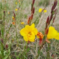 Oenothera stricta subsp. stricta at Jerrabomberra, ACT - 5 Nov 2022 02:58 PM