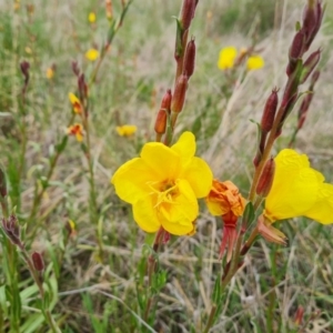 Oenothera stricta subsp. stricta at Jerrabomberra, ACT - 5 Nov 2022