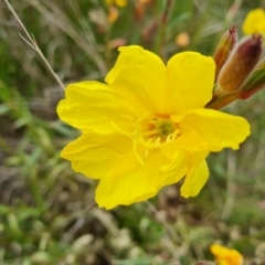 Oenothera stricta subsp. stricta at Jerrabomberra, ACT - 5 Nov 2022