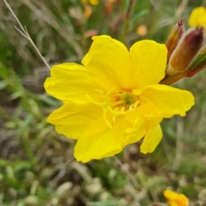 Oenothera stricta subsp. stricta at Jerrabomberra, ACT - 5 Nov 2022