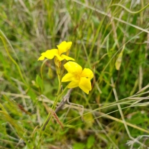 Goodenia pinnatifida at Jerrabomberra, ACT - 5 Nov 2022 02:49 PM