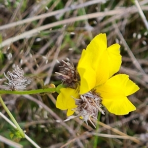 Heliocosma (genus - immature) at Isaacs Ridge and Nearby - 5 Nov 2022