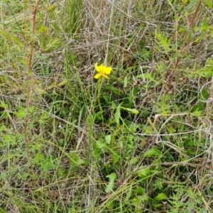 Goodenia pinnatifida at Jerrabomberra, ACT - 5 Nov 2022 02:34 PM