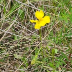 Goodenia pinnatifida at Jerrabomberra, ACT - 5 Nov 2022 02:34 PM