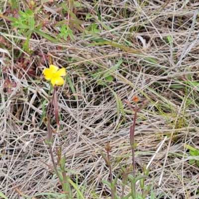 Hypericum gramineum (Small St Johns Wort) at O'Malley, ACT - 5 Nov 2022 by Mike