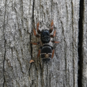 Apricia jovialis at Googong, NSW - 5 Nov 2022