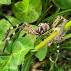 Neosparassus sp. (genus) (Unidentified Badge huntsman) at Downer, ACT - 5 Nov 2022 by NathanaelC