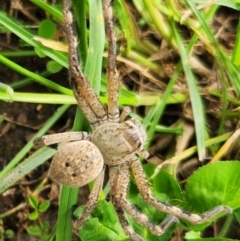 Neosparassus sp. (genus) at Downer, ACT - suppressed