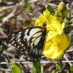 Belenois java (Caper White) at Cotter Reserve - 2 Nov 2022 by JohnBundock