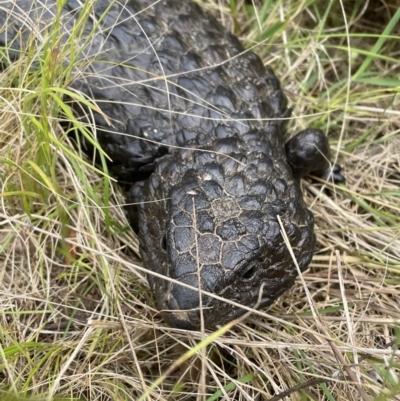 Tiliqua rugosa (Shingleback Lizard) at Kowen, ACT - 5 Nov 2022 by Mavis