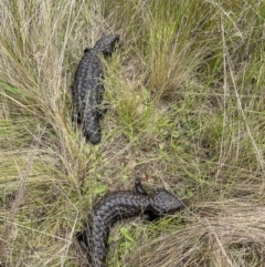 Tiliqua rugosa at Kowen, ACT - 5 Nov 2022