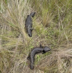 Tiliqua rugosa at Kowen, ACT - 5 Nov 2022