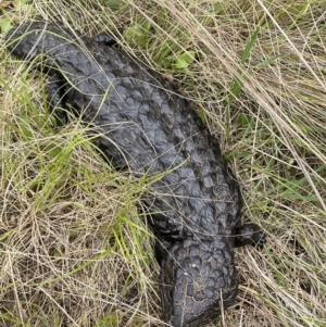 Tiliqua rugosa at Kowen, ACT - 5 Nov 2022