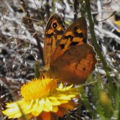 Heteronympha merope (Common Brown Butterfly) at Coree, ACT - 3 Nov 2022 by JohnBundock