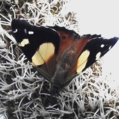 Vanessa itea (Yellow Admiral) at Coree, ACT - 3 Nov 2022 by JohnBundock