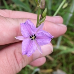 Arthropodium fimbriatum (Nodding Chocolate Lily) at Mountain Creek, NSW - 4 Nov 2022 by Darcy