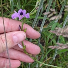 Arthropodium fimbriatum at Mountain Creek, NSW - 5 Nov 2022 10:58 AM