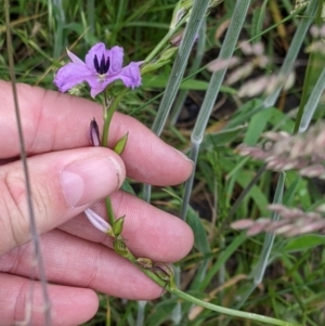 Arthropodium fimbriatum at Mountain Creek, NSW - 5 Nov 2022 10:58 AM