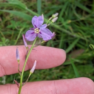 Arthropodium strictum at Mountain Creek, NSW - 5 Nov 2022 11:06 AM