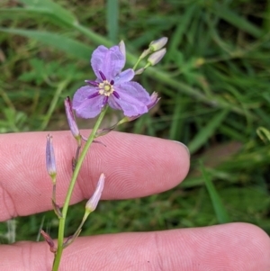 Arthropodium strictum (Chocolate Lily) at Mountain Creek, NSW by Darcy