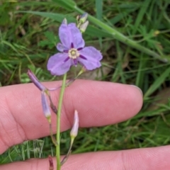 Arthropodium strictum at Mountain Creek, NSW - 5 Nov 2022 11:06 AM